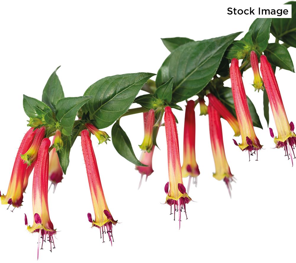 Ultimate Innovations 3-Piece Cuphea Hummingbird Buffet Plants