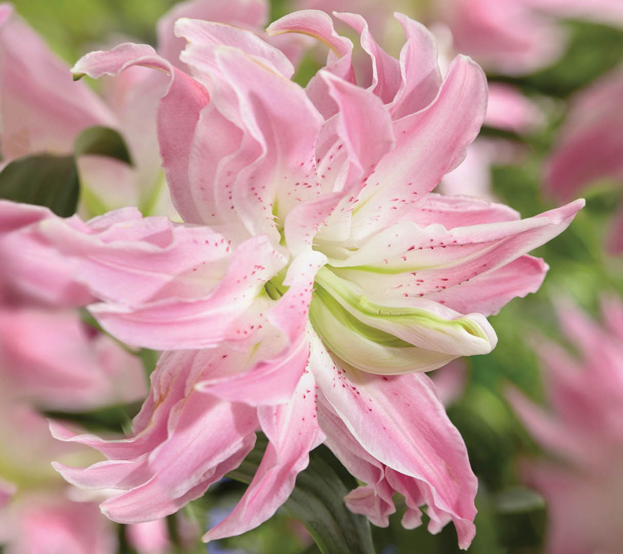 Ships 3/30/26 De Jager 6pc Scented Double Lotus Lillies Live Bulbs