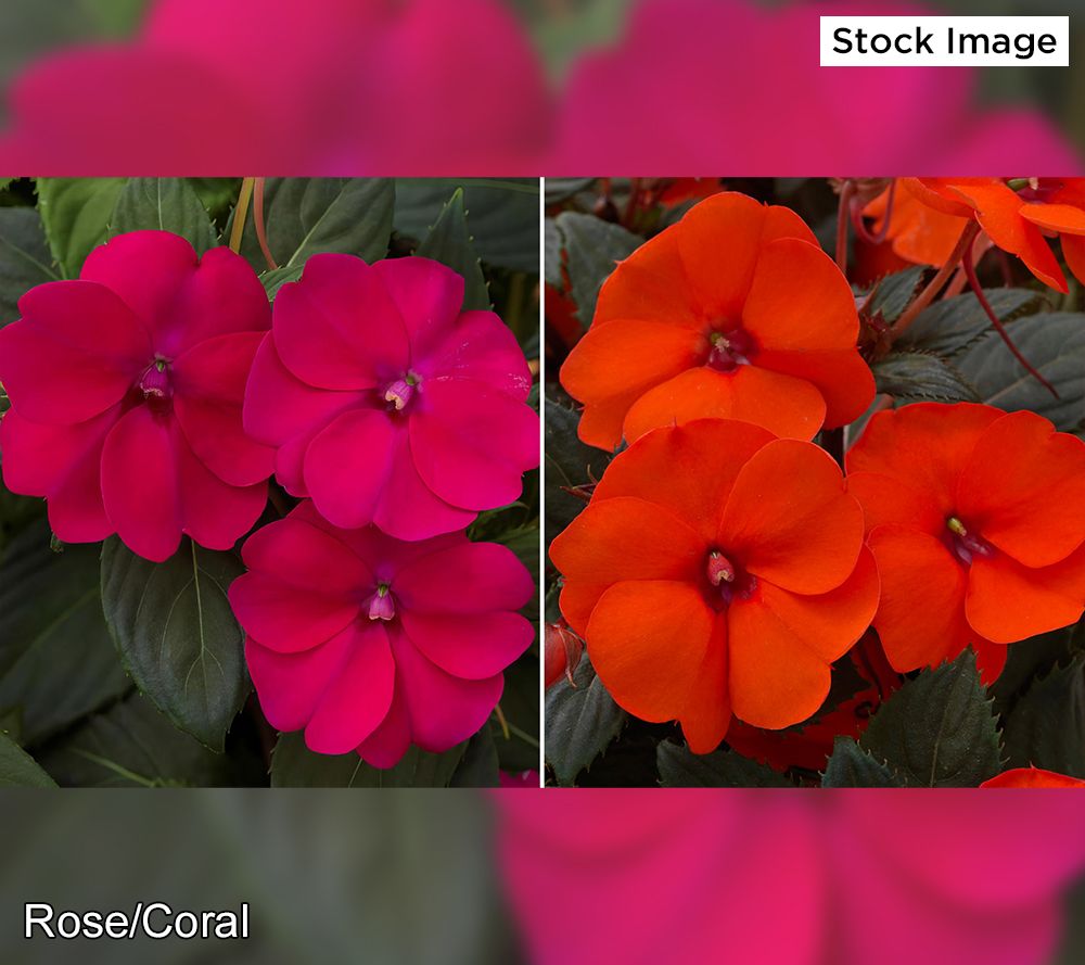 Cottage Farms 4-Piece Color Popping SunPatiens Live Plants