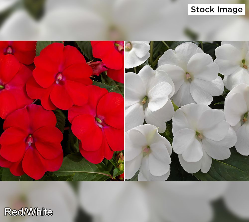 Cottage Farms 4-Piece Color Popping SunPatiens Live Plants