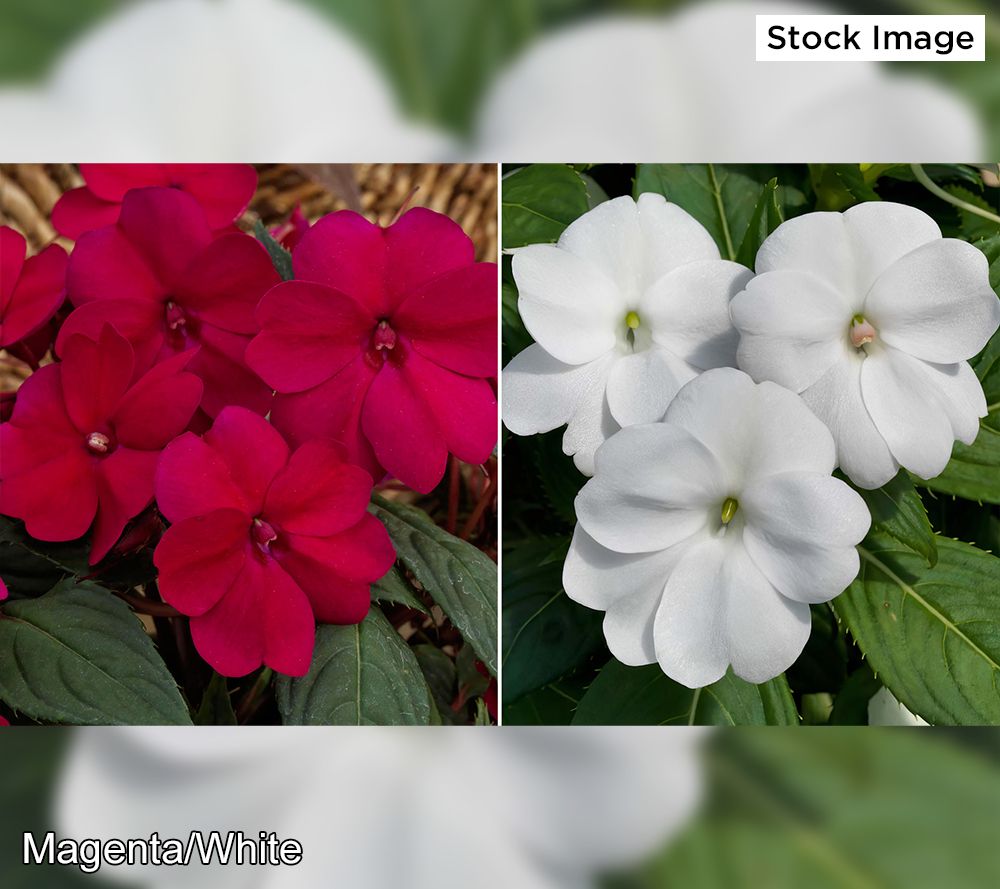 Cottage Farms 4-Piece Color Popping SunPatiens Live Plants