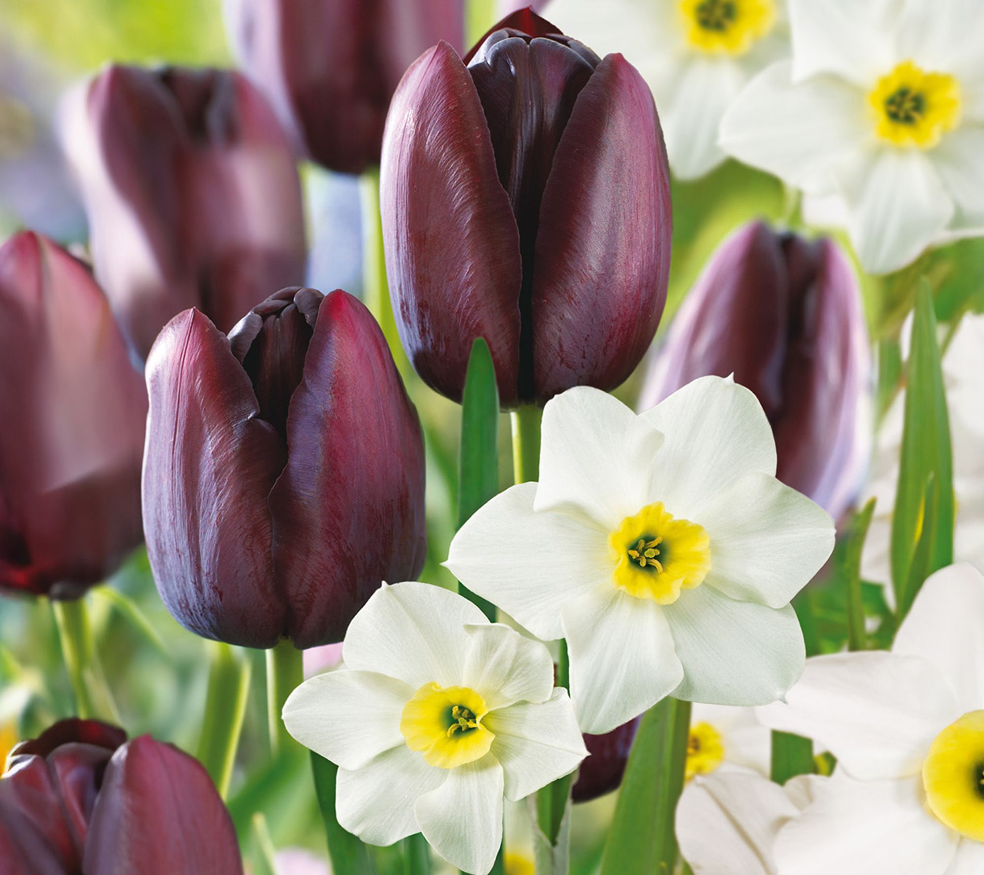 Ships 10/5/26 de Jager 20-Piece Tulip and Daffodil Bulbs