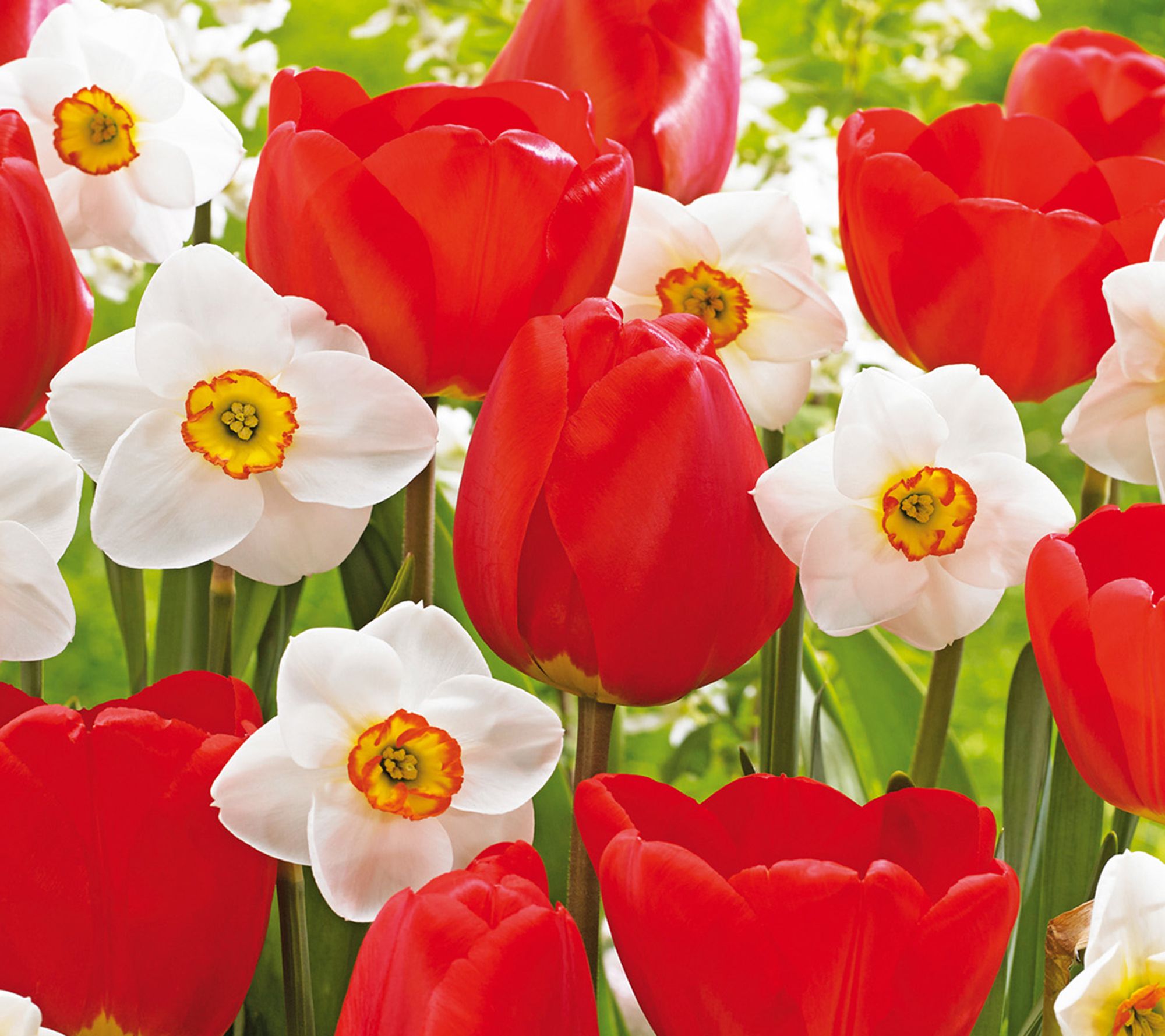 Ships 10/5/26 de Jager 20-Piece Tulip and Daffodil Bulbs