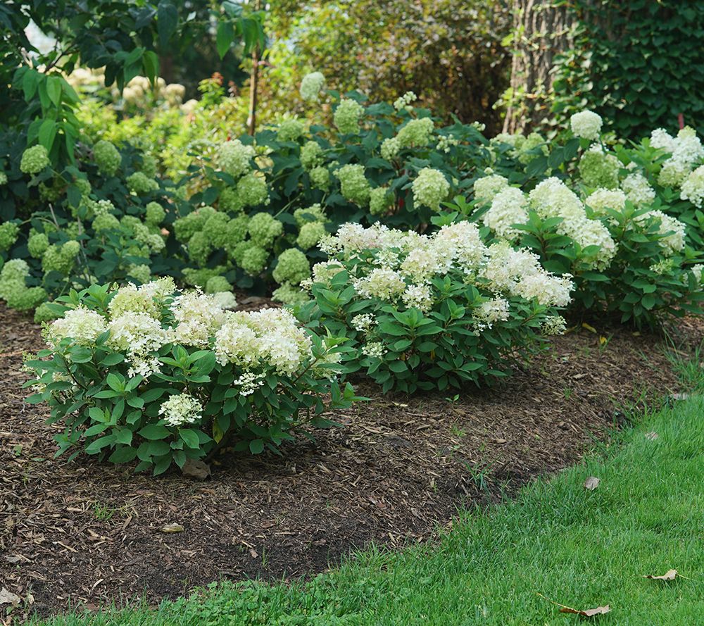 Roberta's 1-pc. Proven Winners Fire Light Tidbit Hydrangea Plant - QVC.com