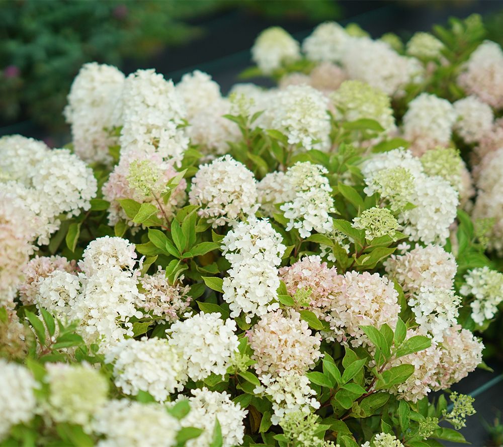 Roberta's 1pc. Proven Winners Fire Light Tidbit Hydrangea Plant