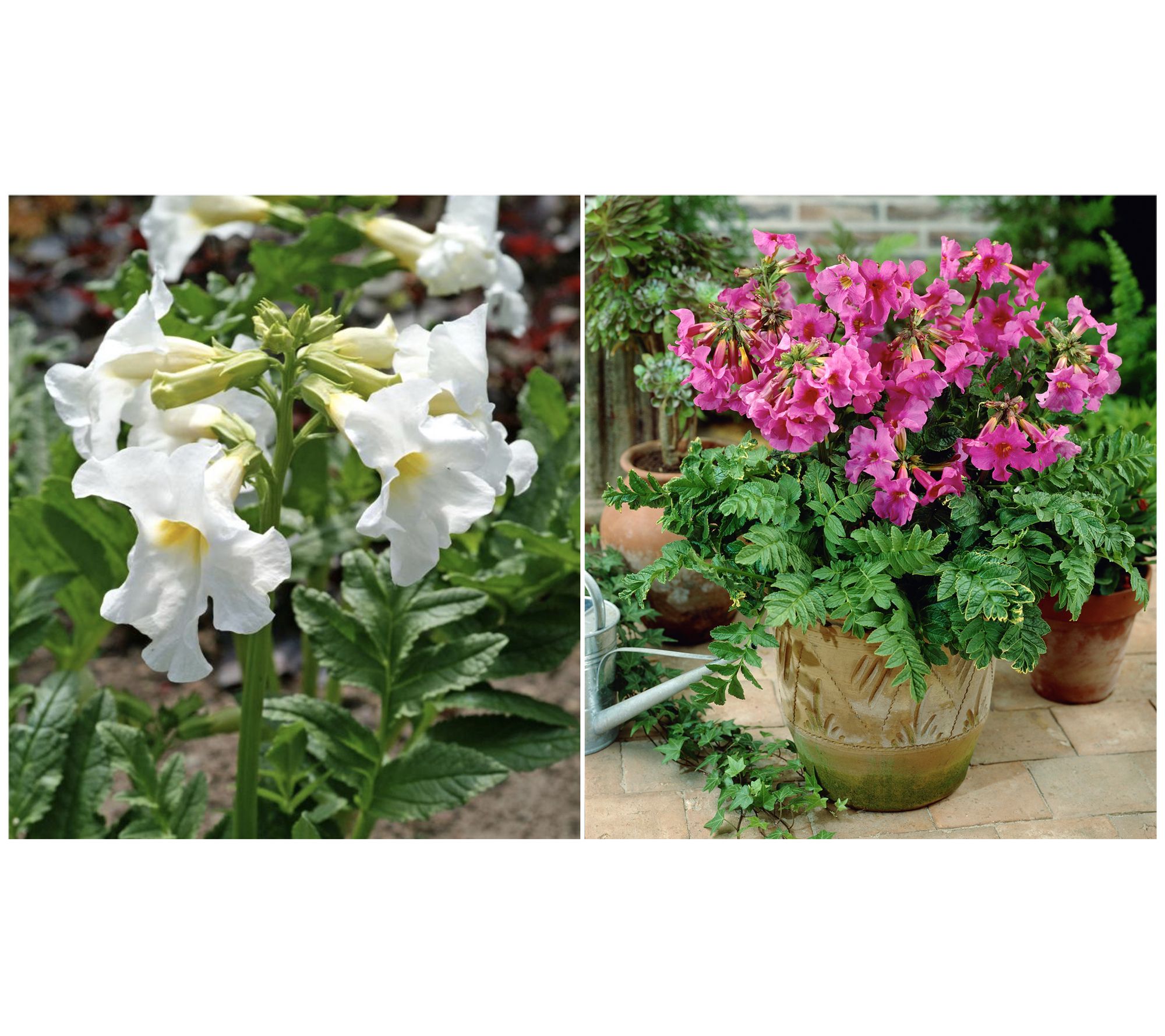 Roberta's 3-Piece Flowering Fern Hardy Gloxinia Live Bulbs