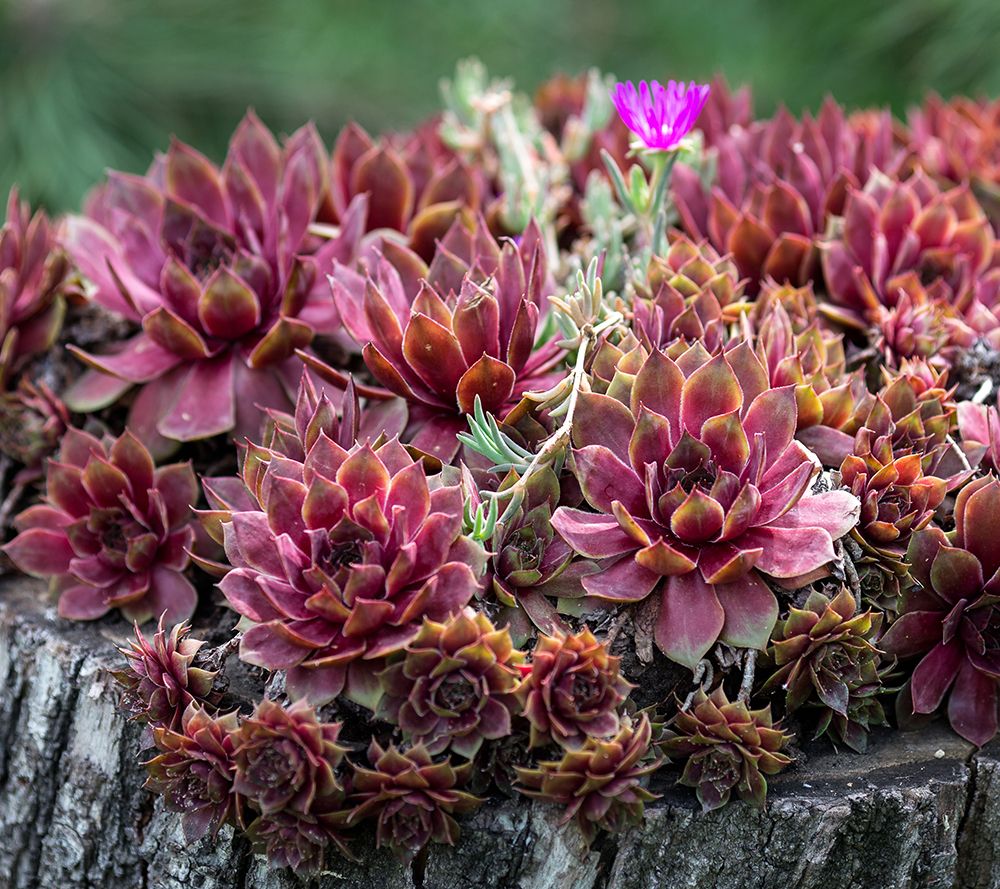 Roberta's 6-Piece Hardy Hens & Chicks Live Plants - QVC.com