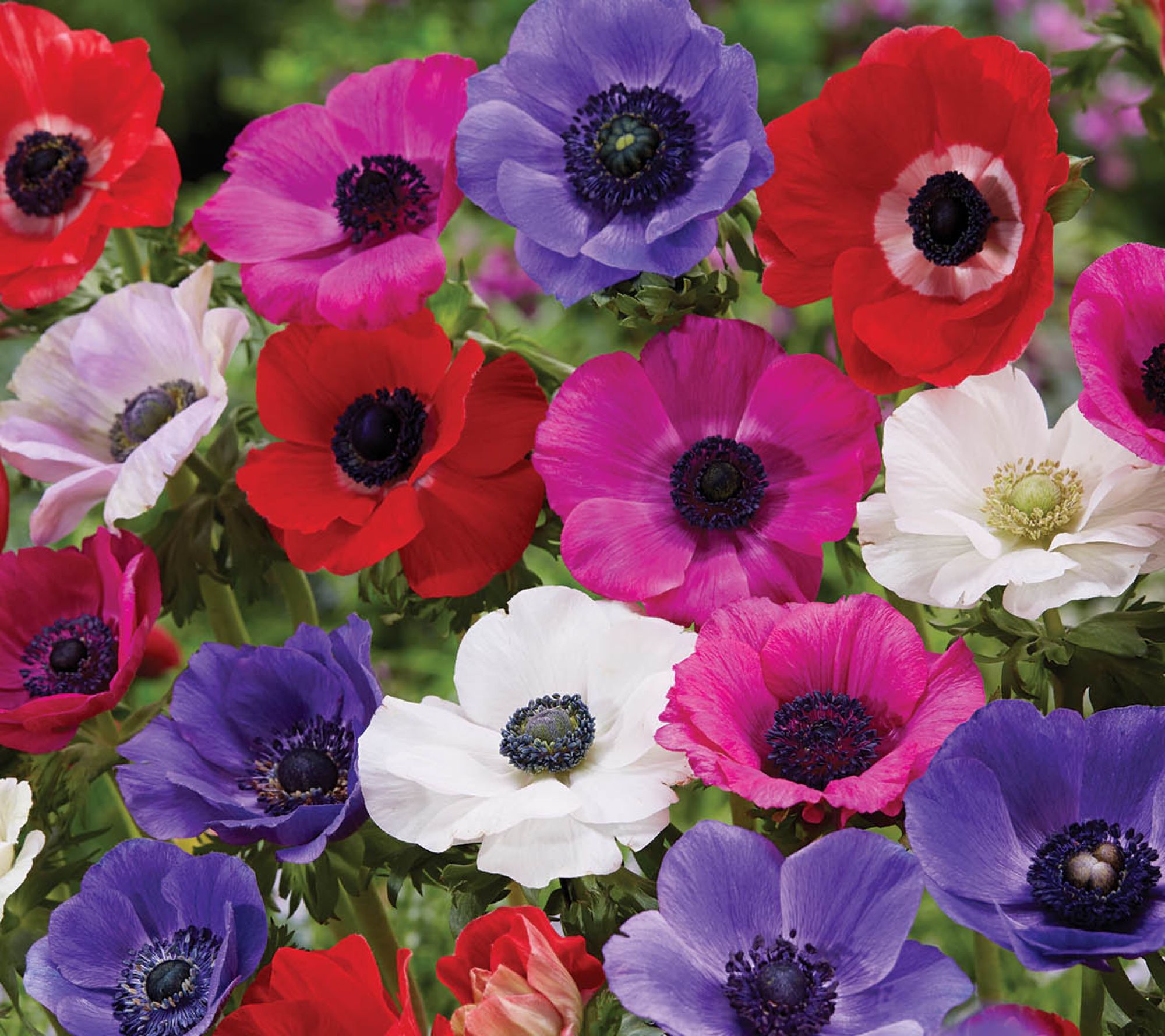  Ships 3/30/26 De Jager 175- Piece Summer Bulb Collection Live Bulbs