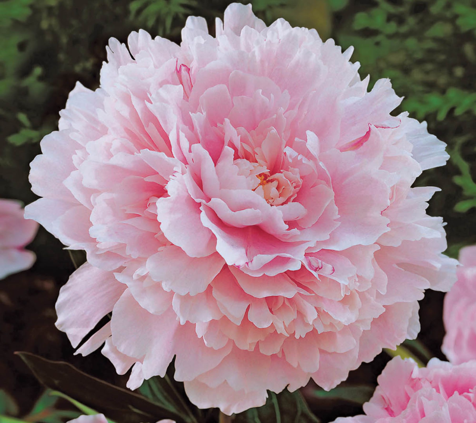 Ships 3/30/26 De Jager 3pc Scented Double Peonies Live Bareroots