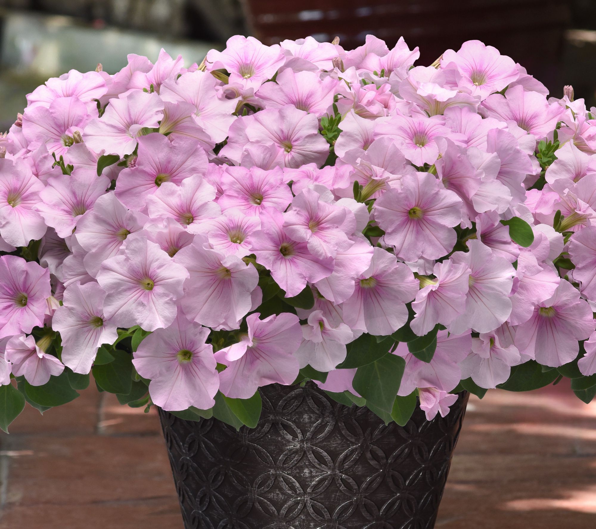 Girl Next Door 3-Piece Easy Wave Series Petunia Live Plants