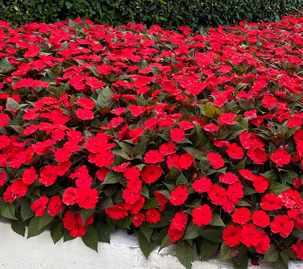 Phillip Watson Designs 6pc Vigorous SunPatiens Live Plants - QVC.com