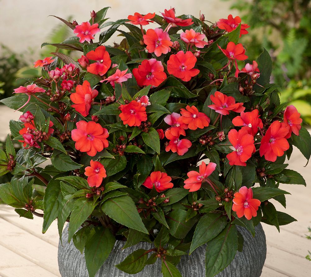 Phillip Watson Designs 6pc Vigorous SunPatiens Live Plants