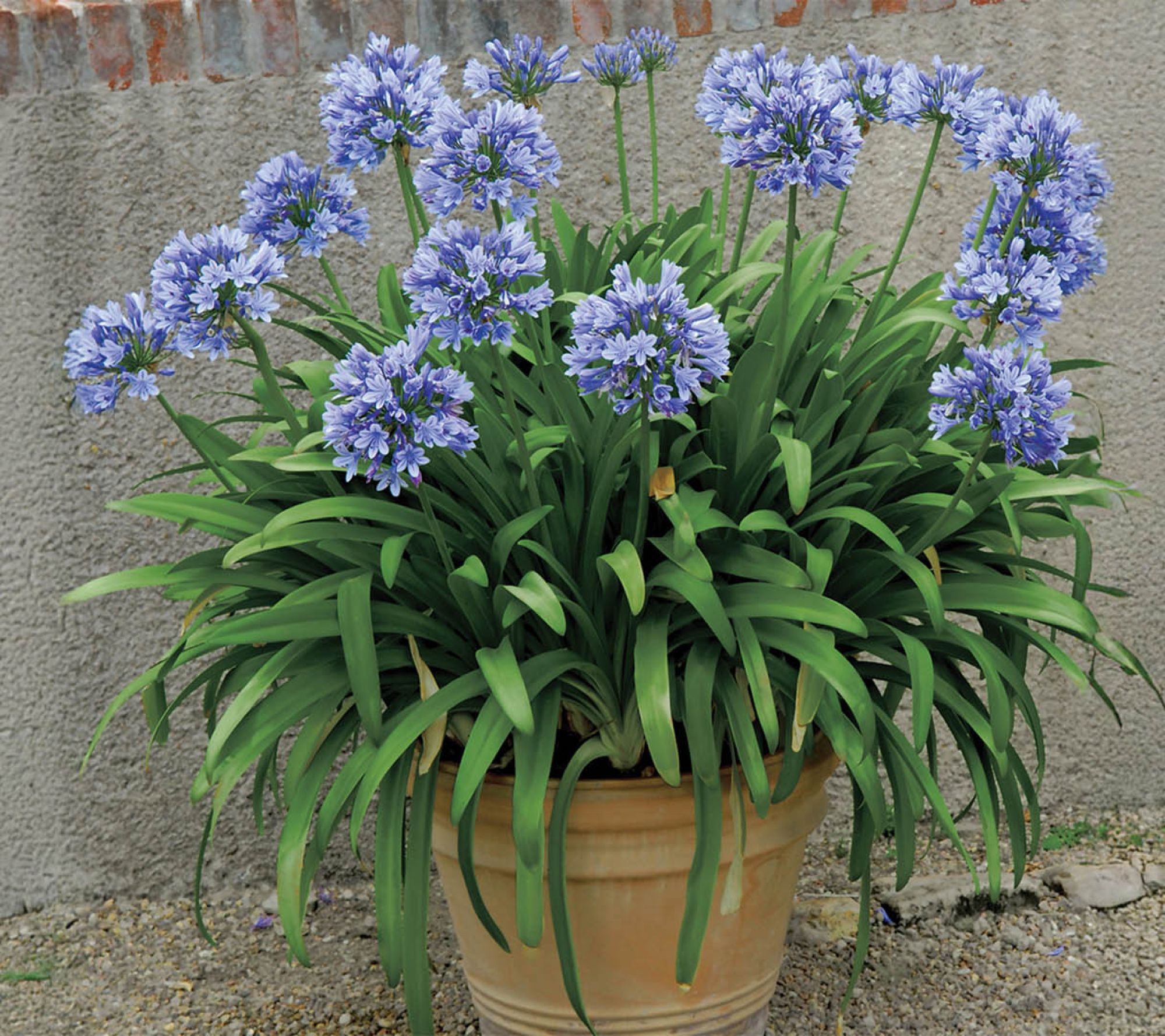 Ships 3/30/26 De Jager 3-Piece Amazing Agapanthus Live Bareroots