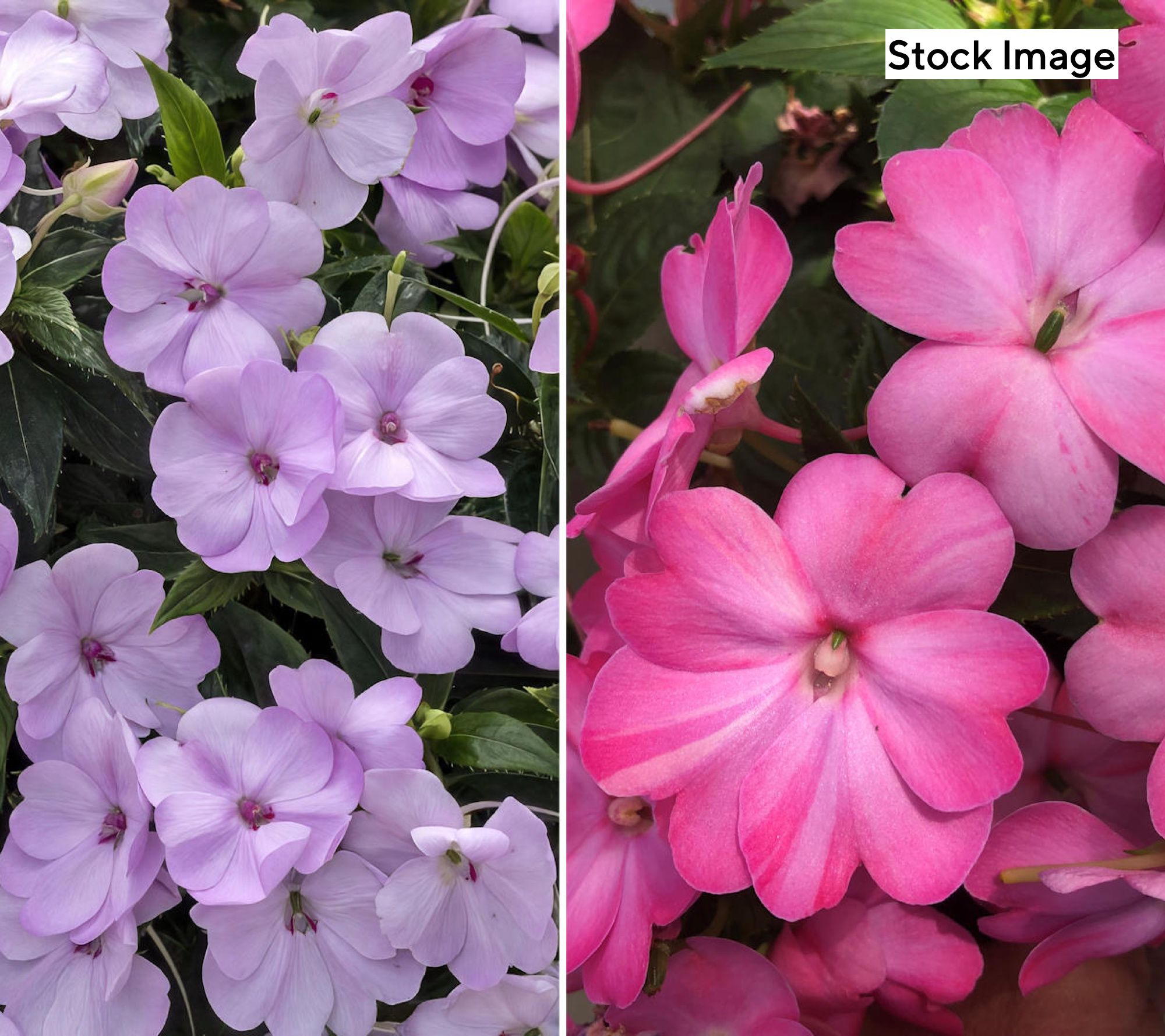 Cottage Farms 3-Piece Flash Color Mix SunPatiens Live Plants