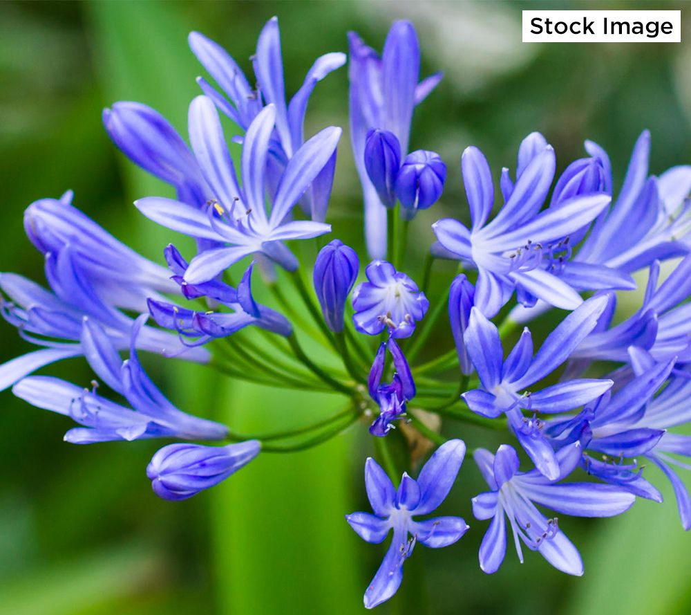 Cottage Farms 2 Piece Brilliant Blue Agapanthus Plant Qvc Com