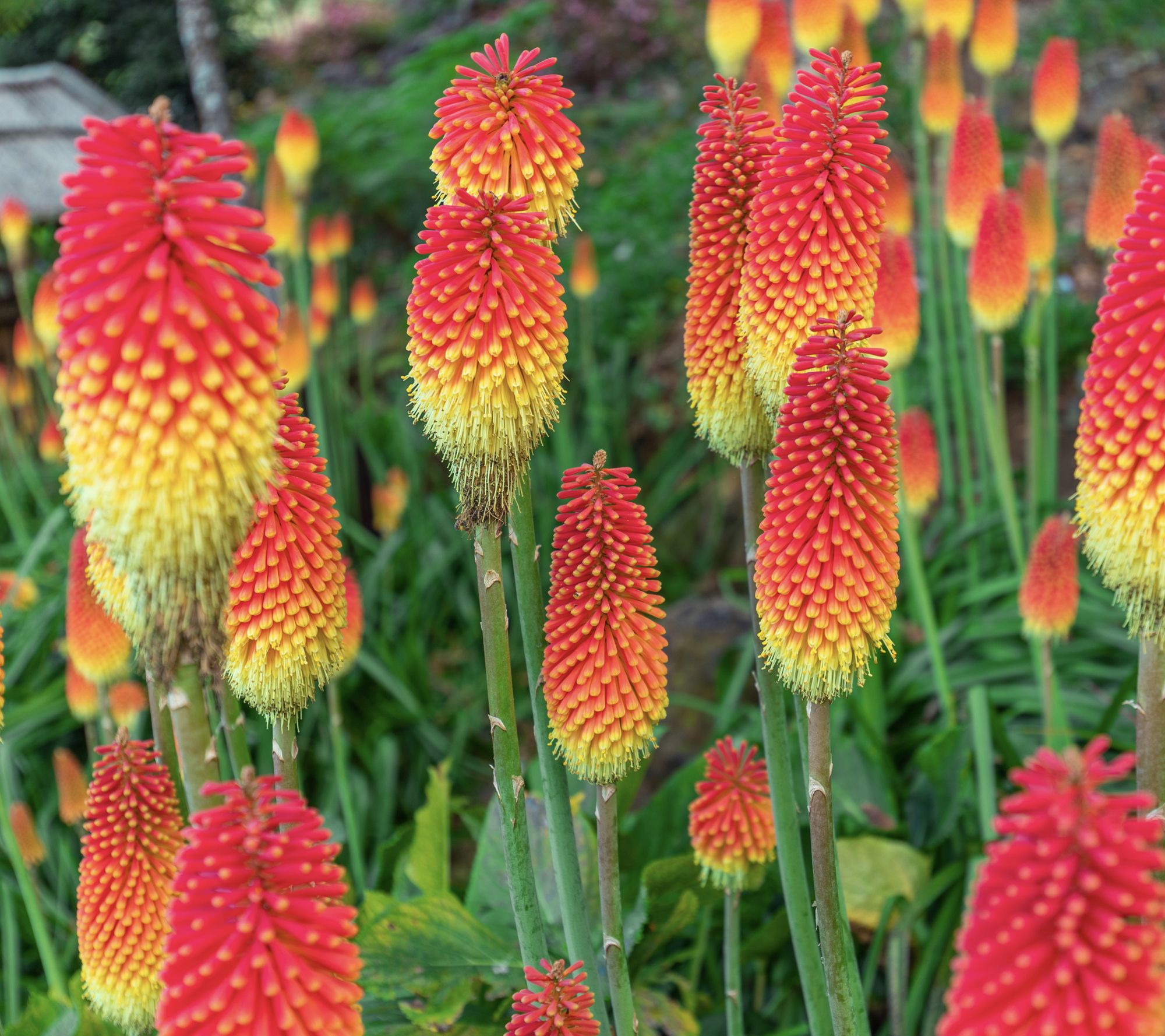 Roberta's 3-Piece Fiery Red Hot Poker Flowers Bare Roots