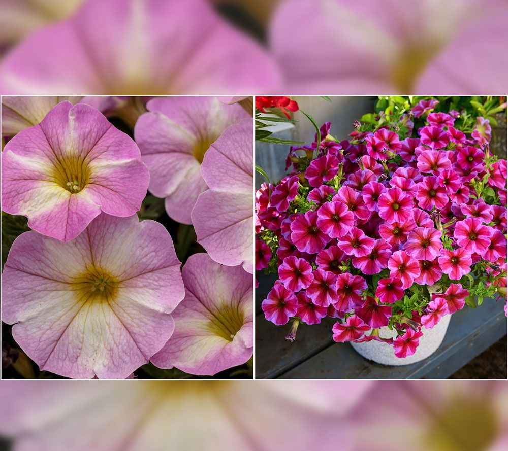 Girl Next Door 4Pc SuperCal Petunia Live Plants with Sample Food