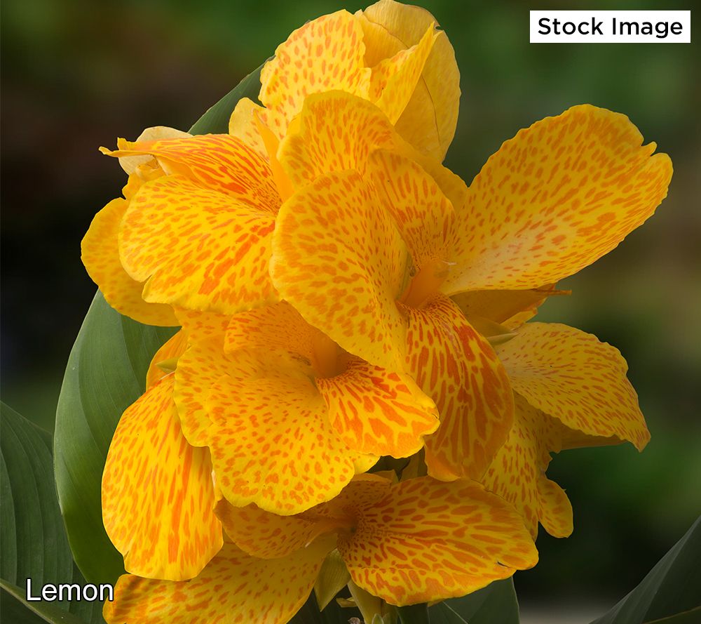 Ultimate Innovations_2Pc Summer Spritz Canna Lilies Live Plants