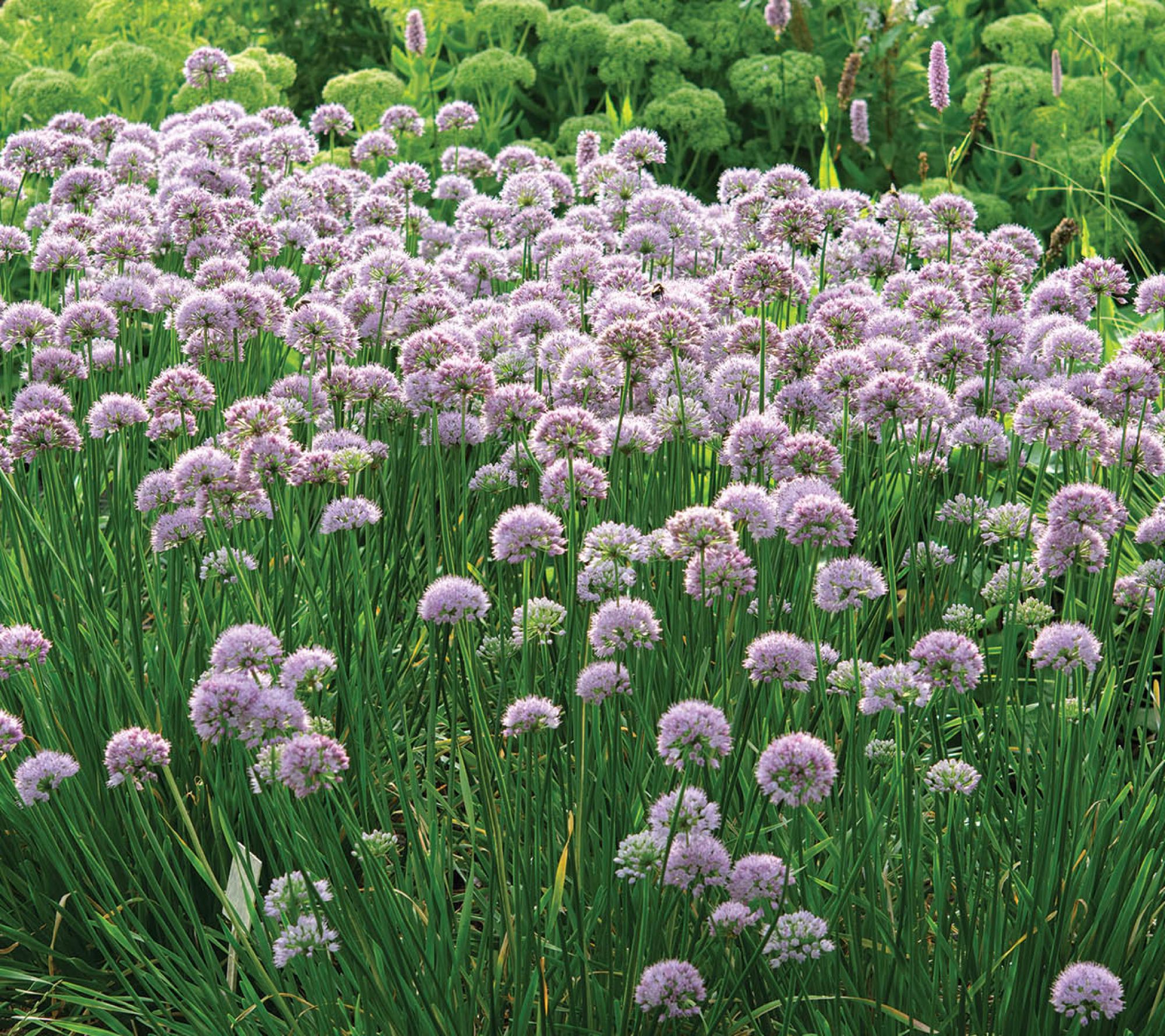 Ships 3/30/26 De Jager 3pc Amazing Allium Millennium Live Bareroots