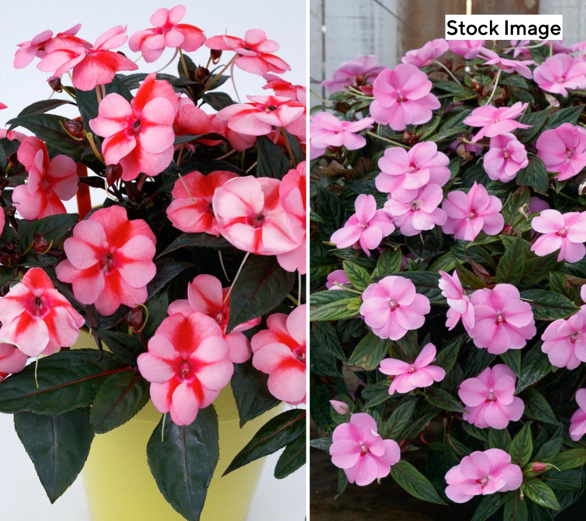 Cottage Farms 3-Piece Grande Brilliant Glow SunPatiens Live Plants