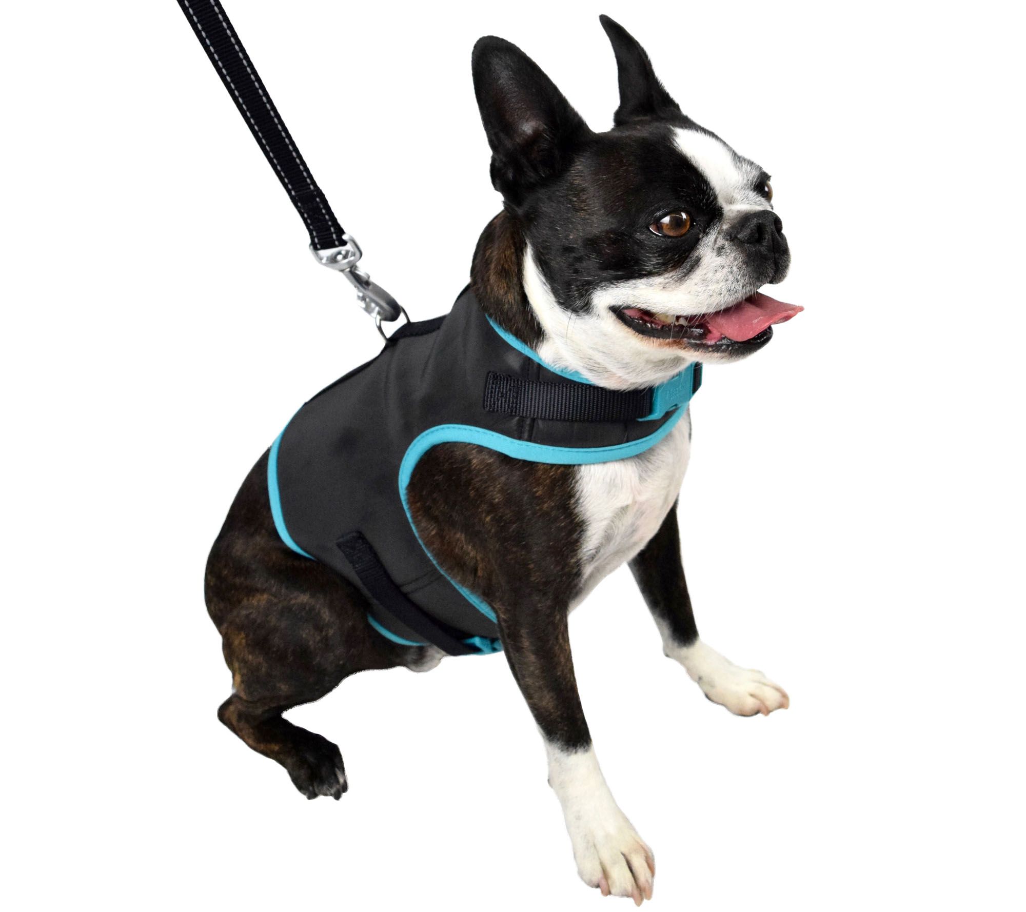 matching dog harness and leash