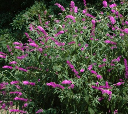 Cottage Farms 3-pc Tutti Fruitti Butterfly Bush - Page 1 — QVC.com