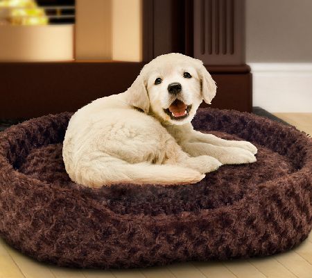 My pillow dog top bed qvc