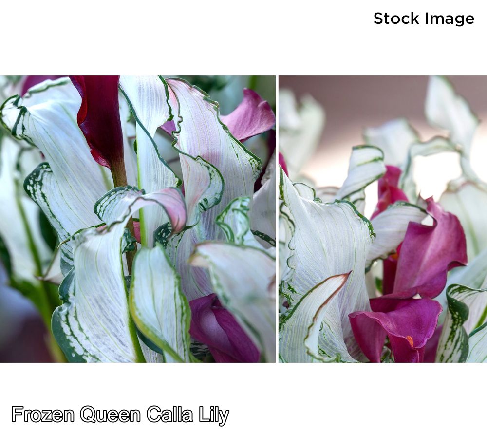 lilly❤︎ Love on the Line Calla Lily Bouquet