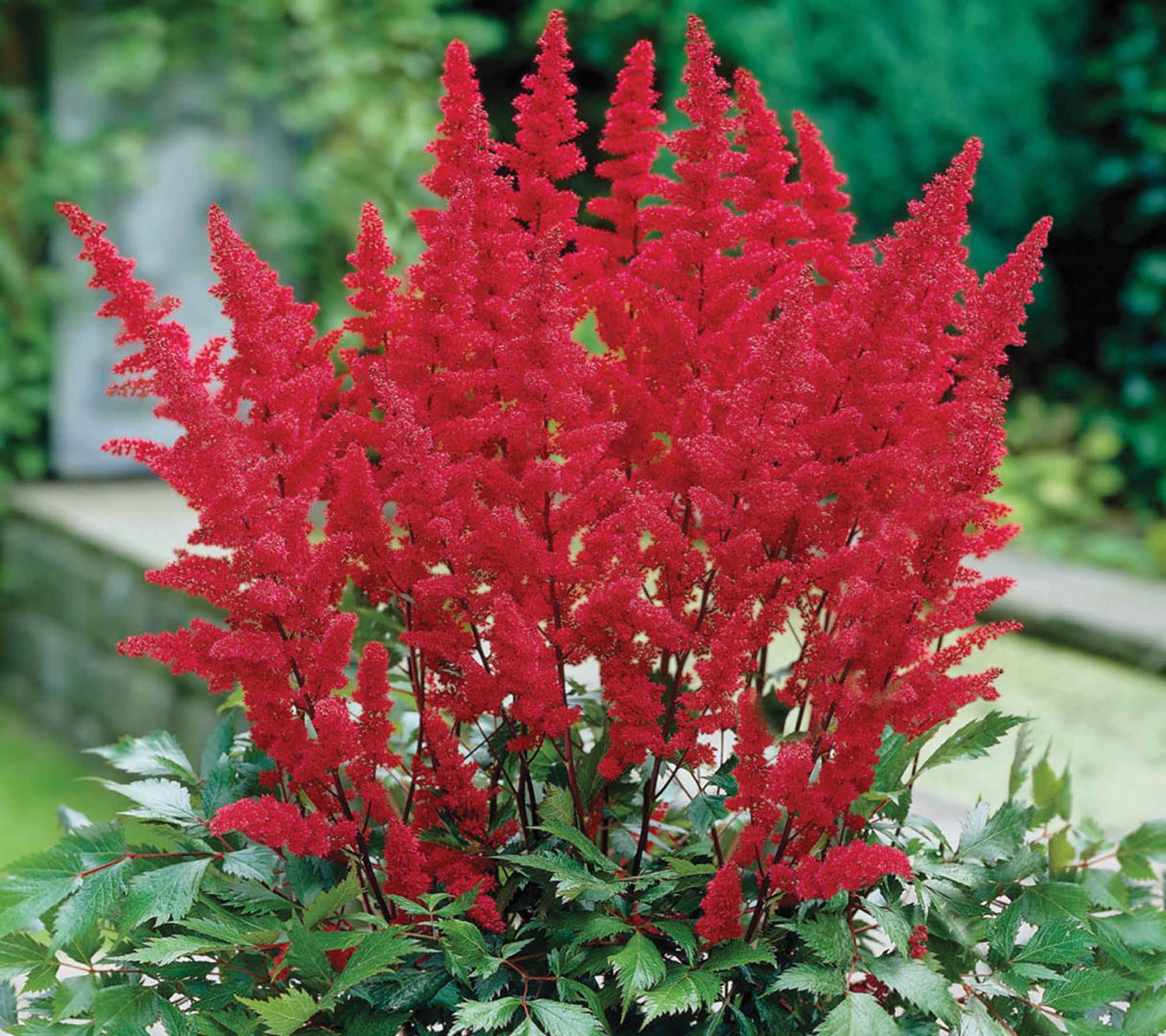 Ships 3/30/26 De Jager 4pc Astonishing Astilbe Live Bareroots