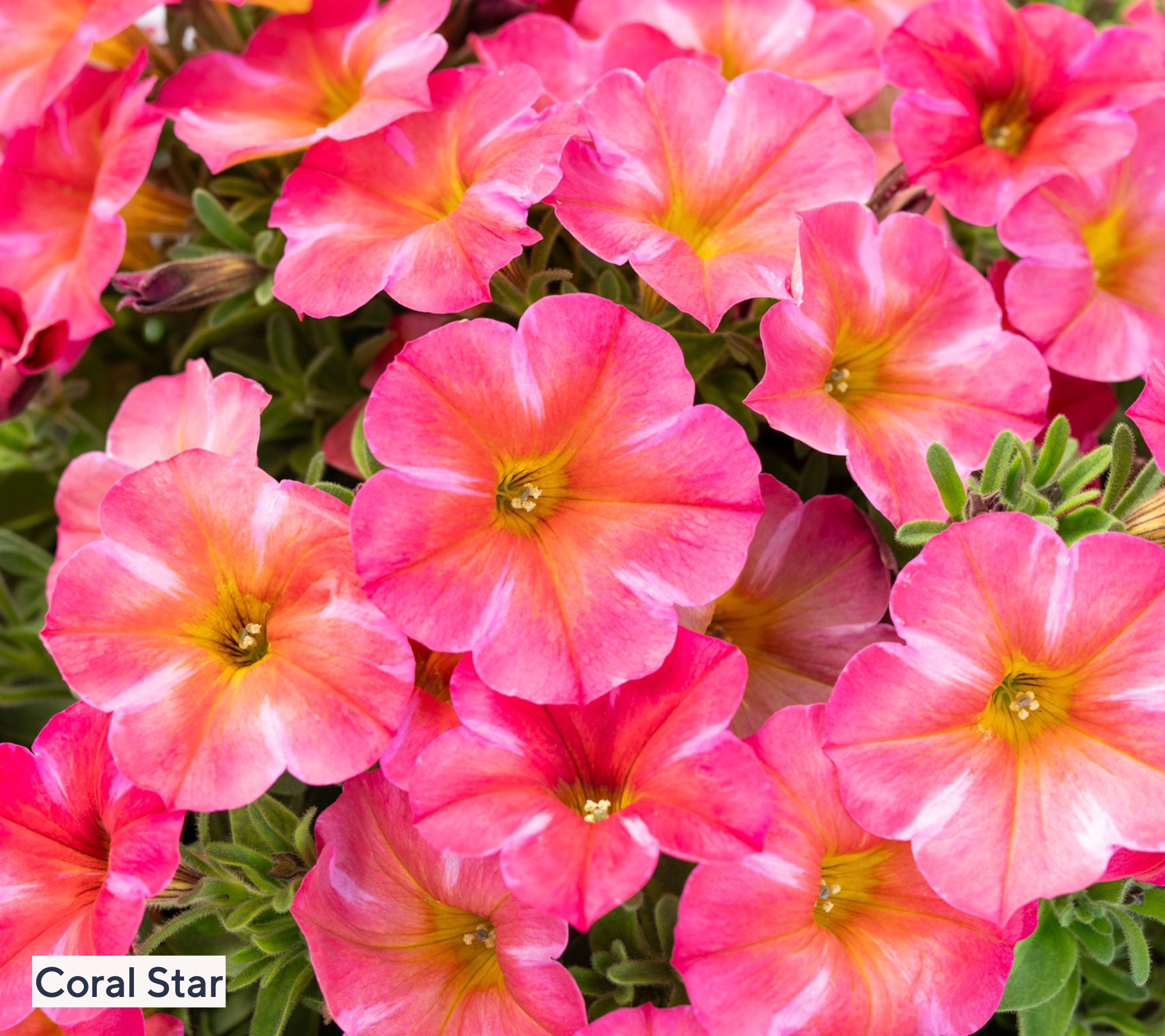 Roberta's 2-Piece Dream On SuperCals Live Plants