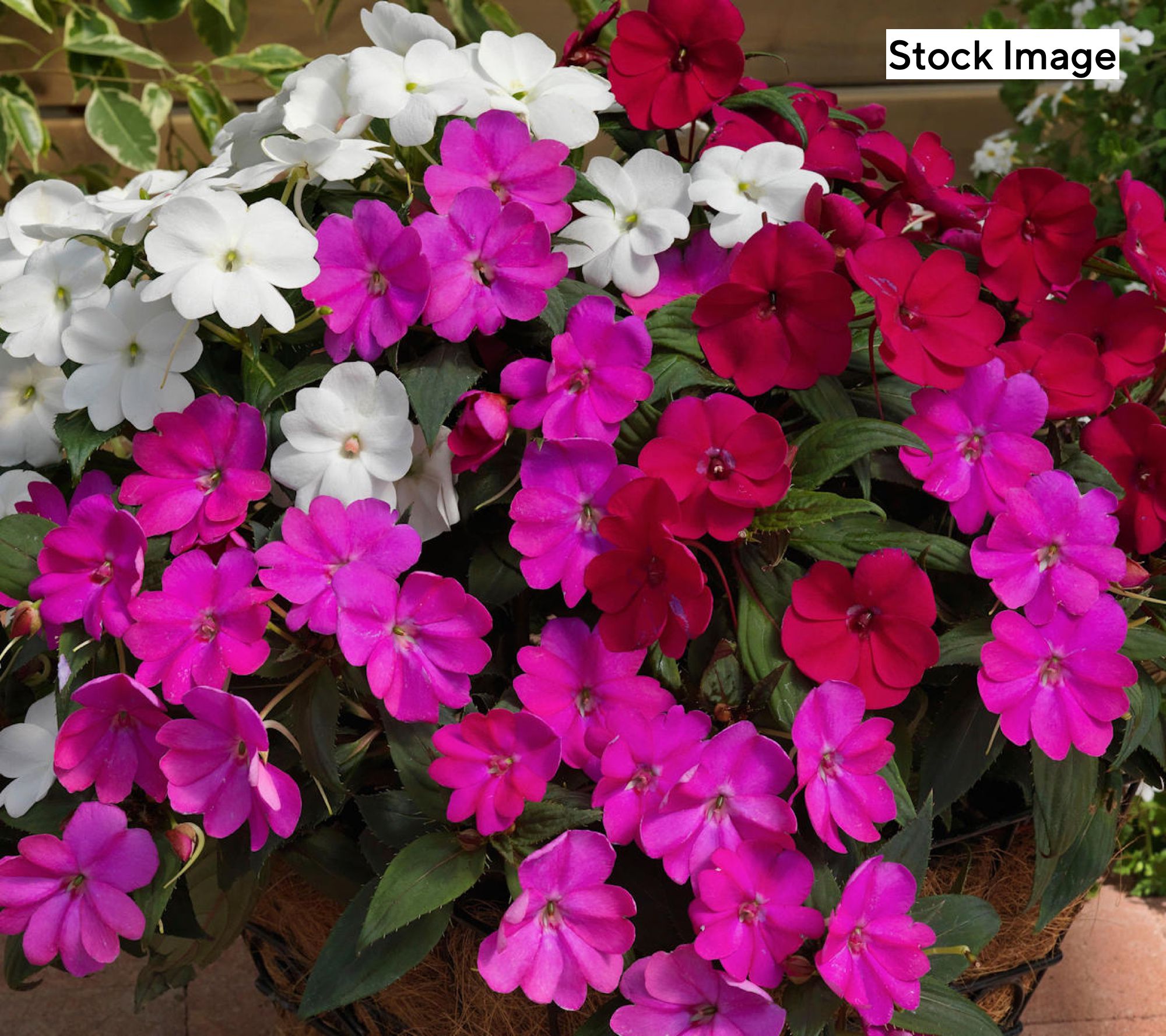 Cottage Farms 2-Piece Color Contrast SunPatiens Live Plants