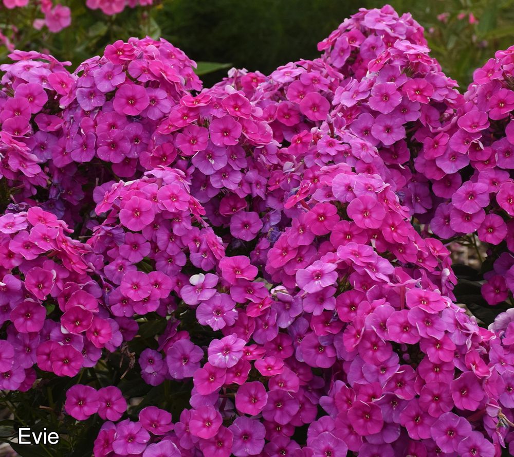 Roberta's 3-Piece Large Flowering Phlox Live Plants