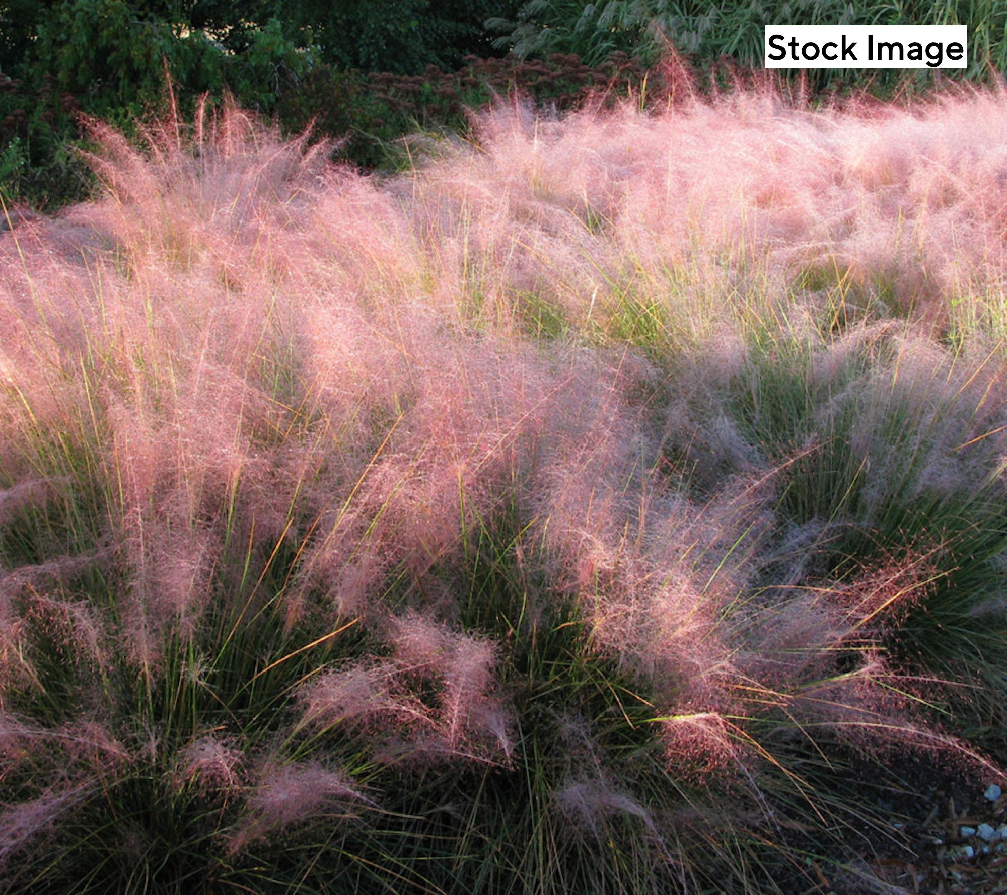Cottage Farms 3-Piece Pink Muhly Grass Live Plants