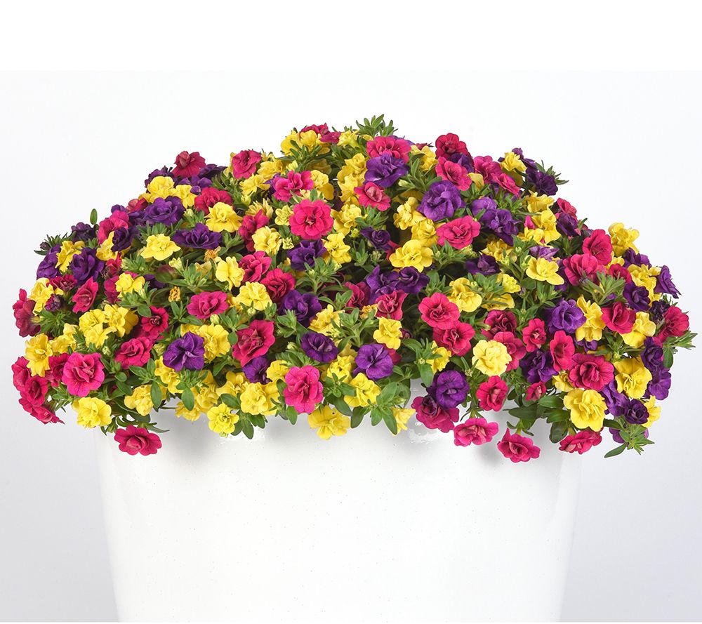 Roberta's 3-Piece Trixi Calibrachoa Live Plants Auto-Delivery