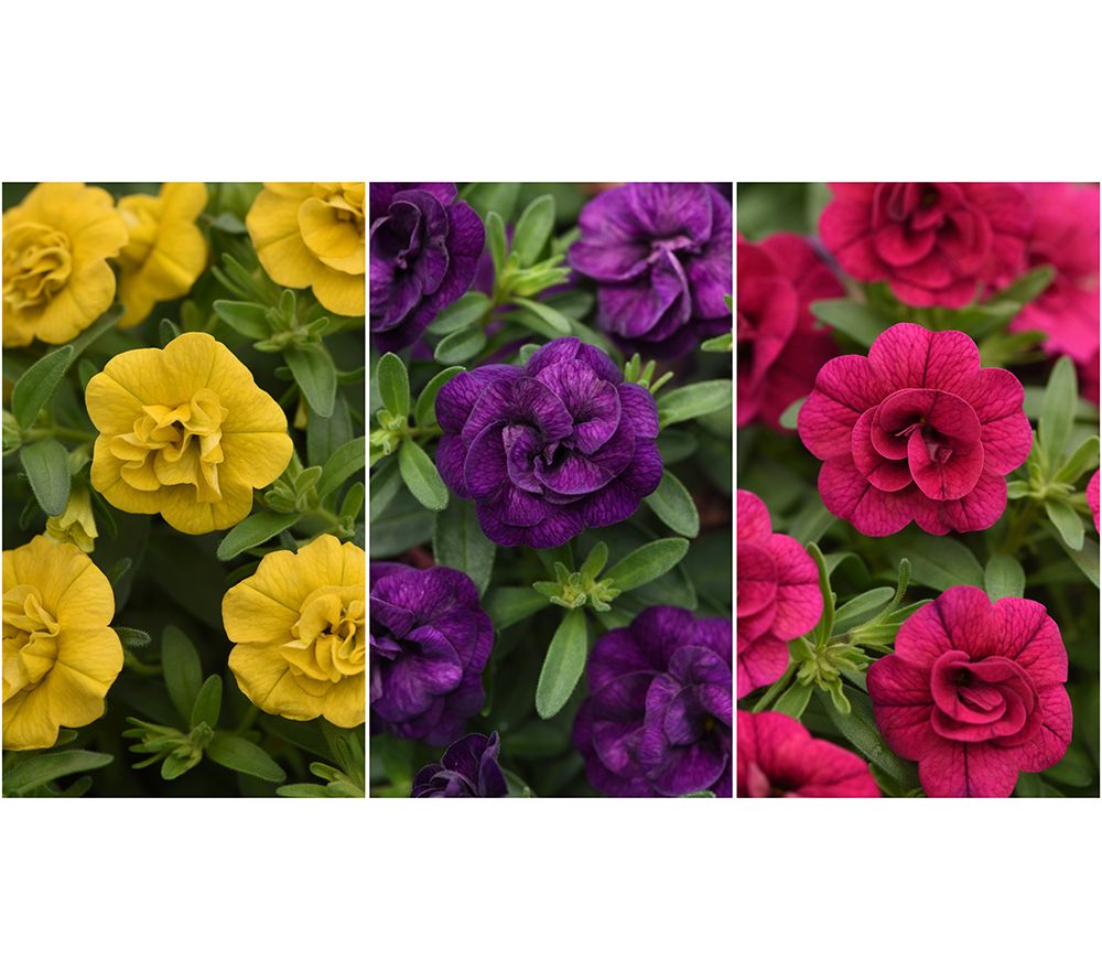 Roberta's 3-Piece Trixi Calibrachoa Live Plants Auto-Delivery - QVC.com