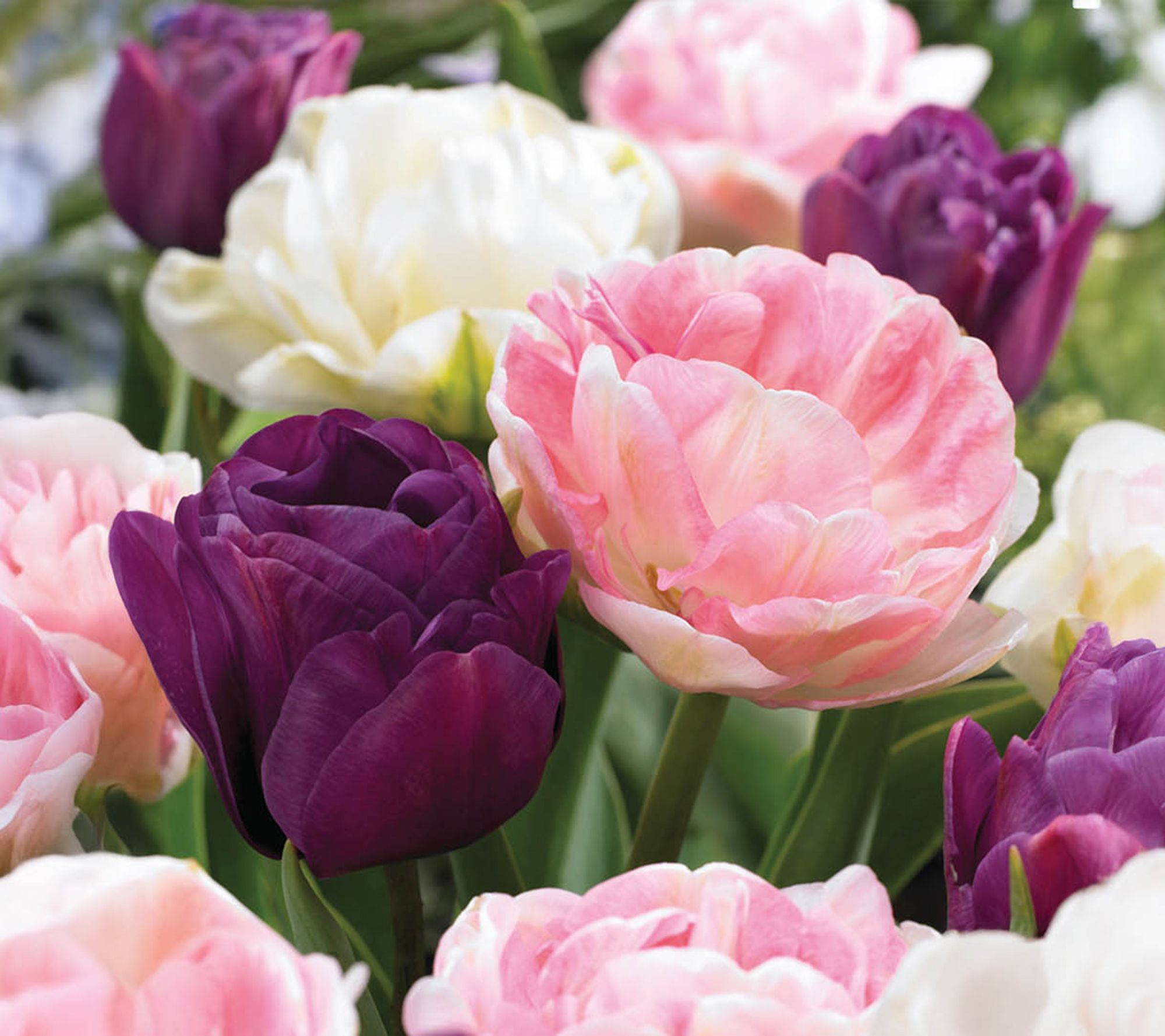 Ships 10/5/26 de Jager 24pc Stunning Peony Tulips Live Bulbs