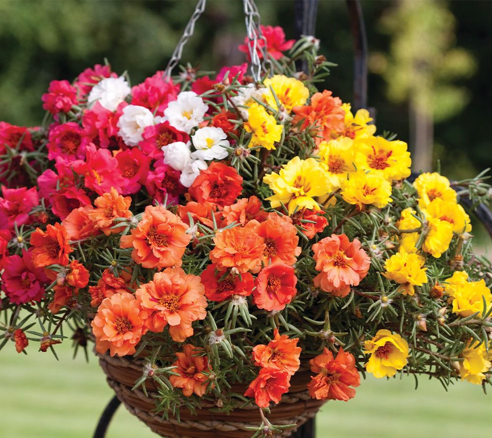 Girl Next Door 3pc Colorful Sundial Hybrid Mix Portulaca Live Plants