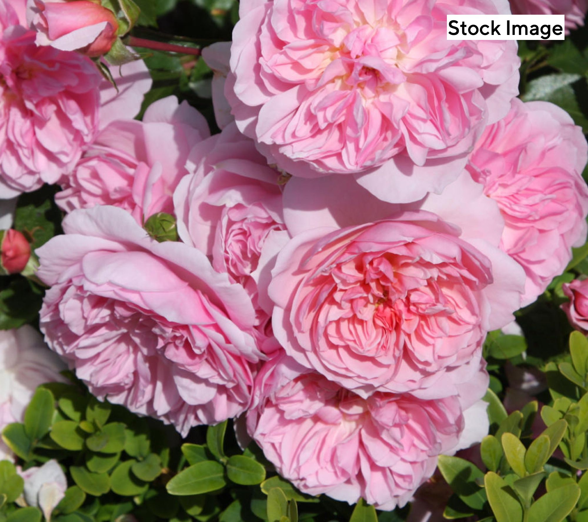 Cottage Farms 1-Piece Ball Gown Romantica Rose Bareroot