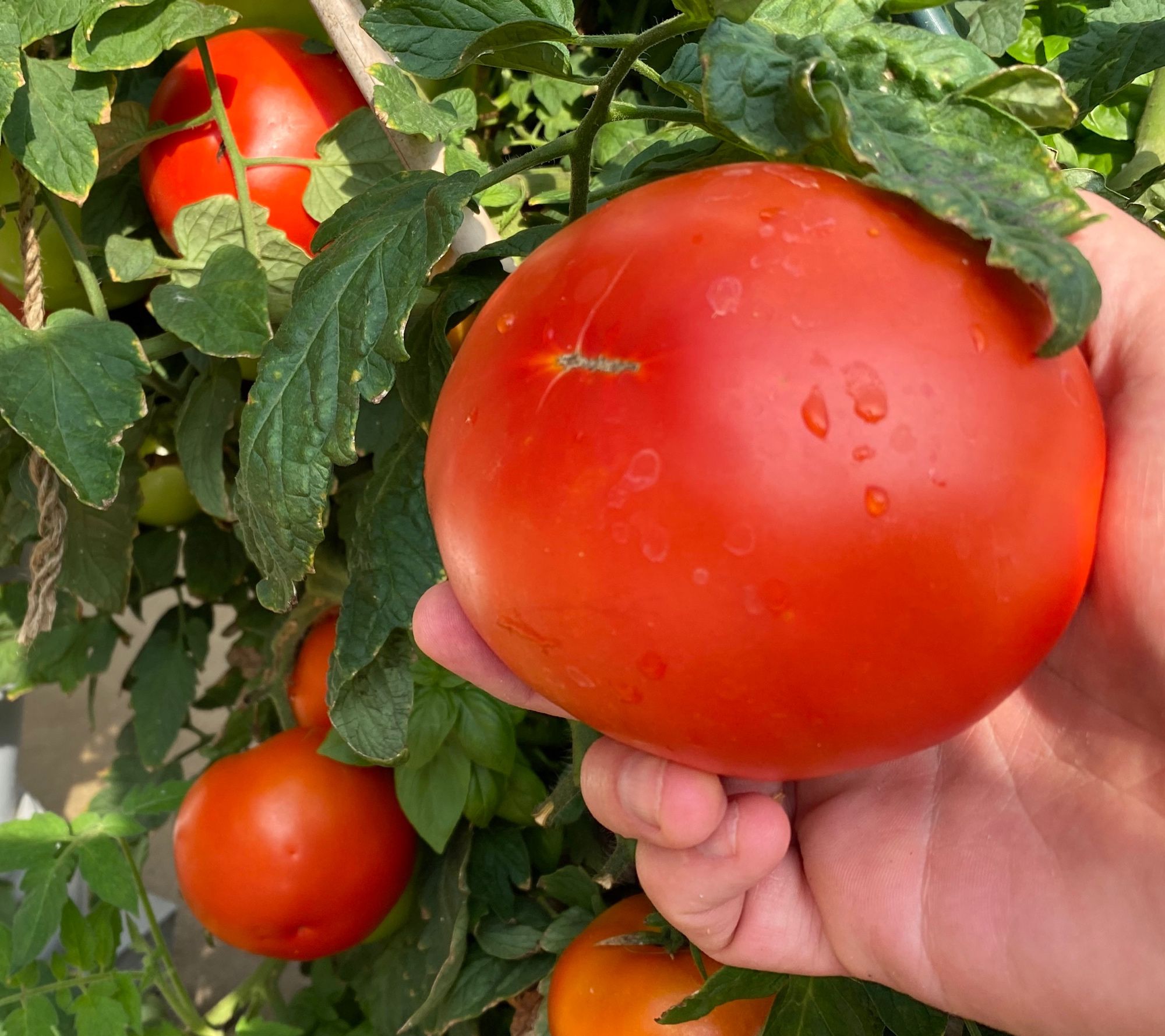 Roberta's 3-Piece Beefsteak Tomatoes Live Plants