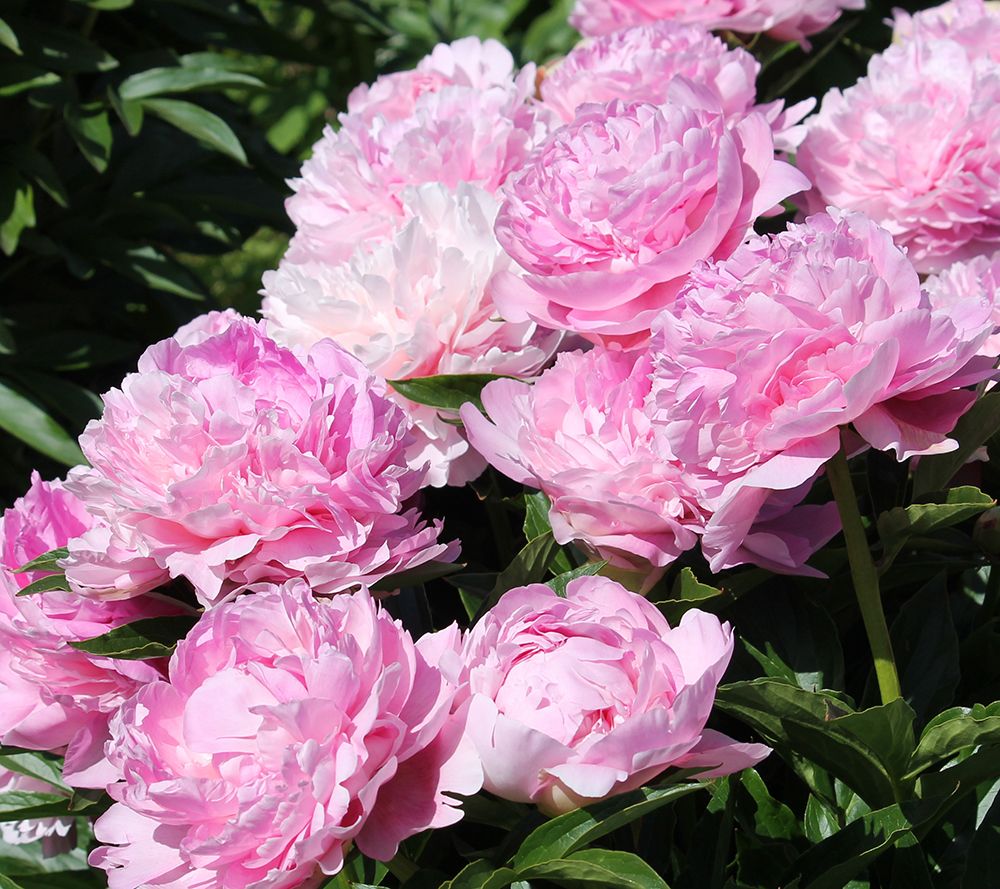 Phillip Watson Designs 1pc Fragrant 'Hermione' Peony Plant - QVC.com