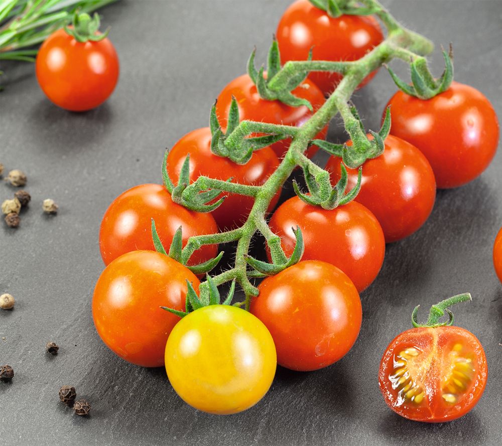 Roberta's 6pc Patio Perfect Veggies Live Plants