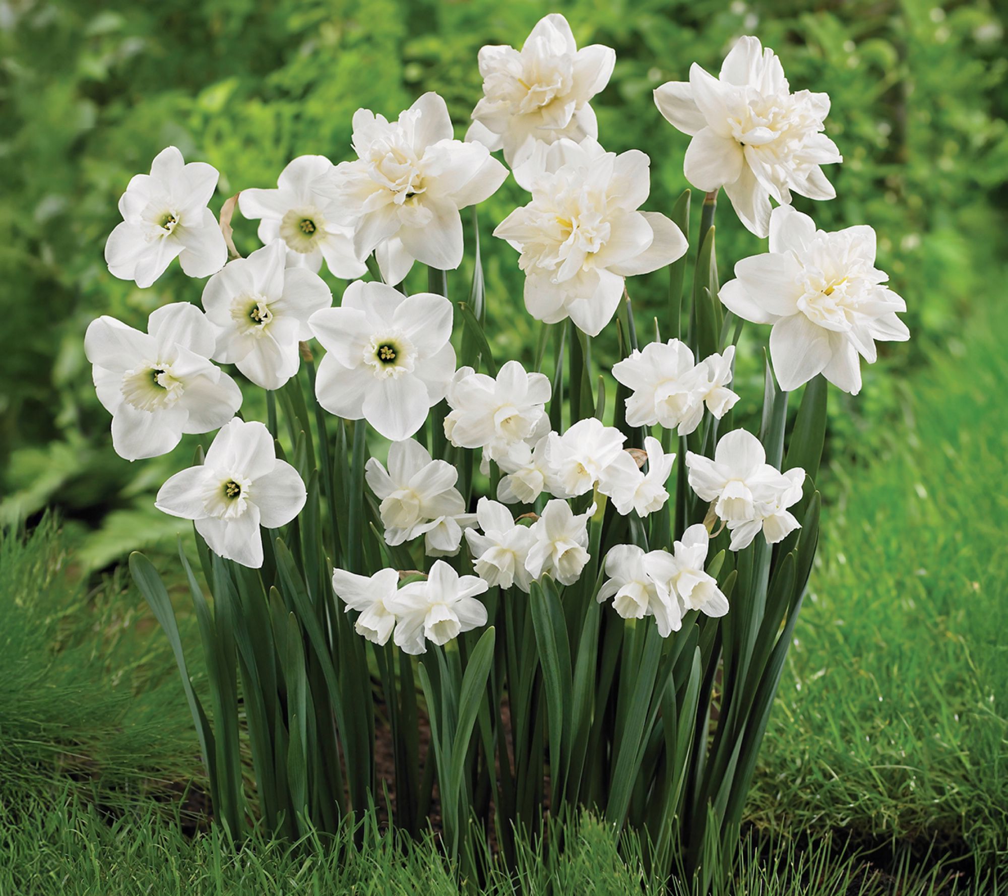 Ships 10/5/26 de Jager 22pc Wonderful White Daffodils Live Bulbs