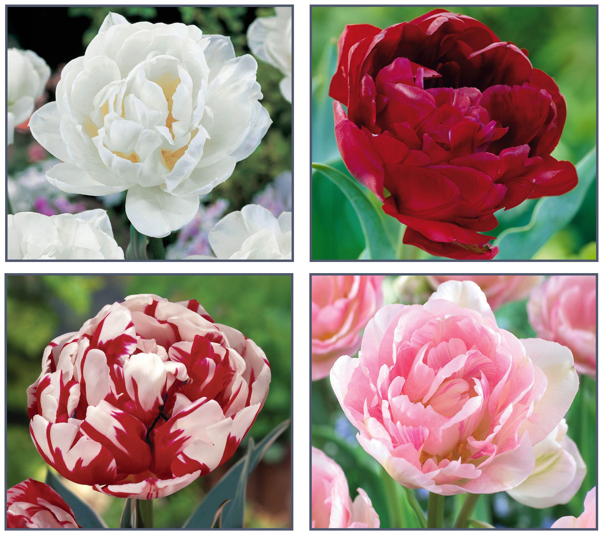Ships 10/5/26 de Jager 20pc Perfect Peony Tulips Live Bulbs