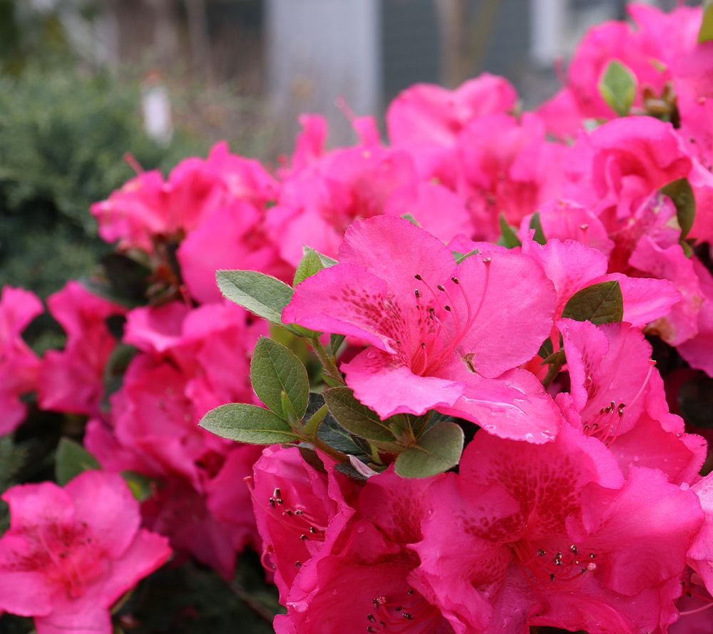 Roberta's 1pc Proven Winners ReBlooming Epic Pink Azalea Live Plants