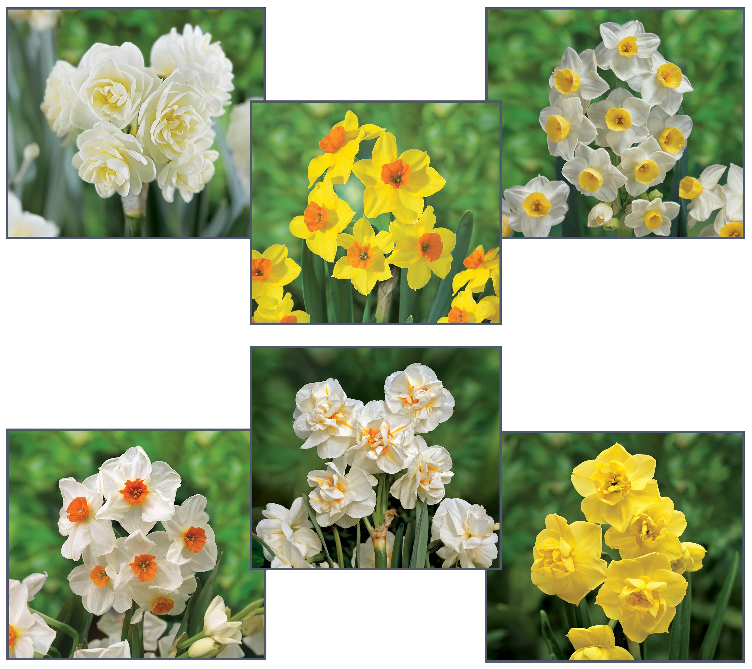 Ships 10/5/26 de Jager 30pc Multiflowering Daffodils Live Bulbs