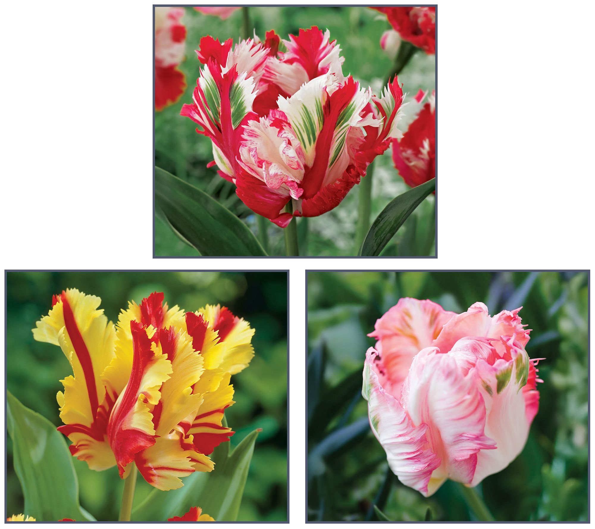 Ships 10/5/26 de Jager 15pc Showstopping Parrot Tulips Live Bulbs