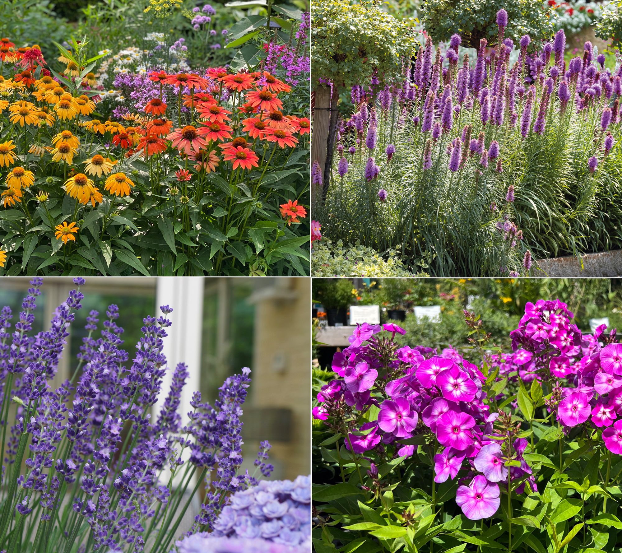 Roberta's 8pc Perennial Pollinator Garden By Sandra