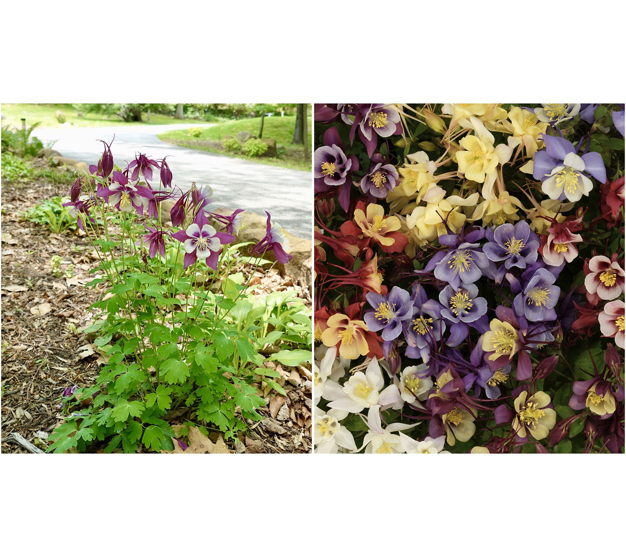Roberta's 3-Piece Earlybird Mix Columbines Live Plants