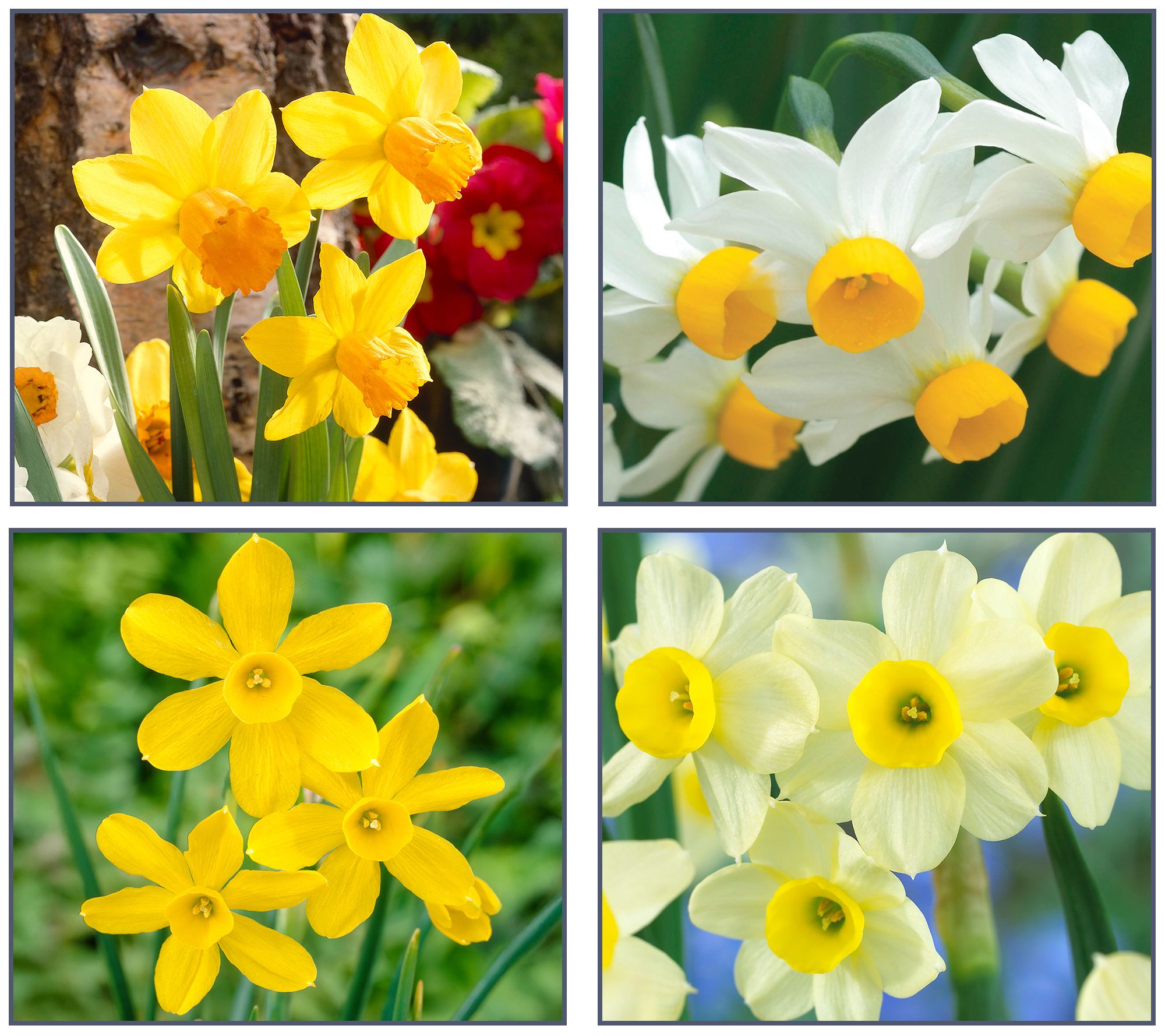 Ships 10/5/26 de Jager 32pc Multiflowering Daffodils Live Bulbs