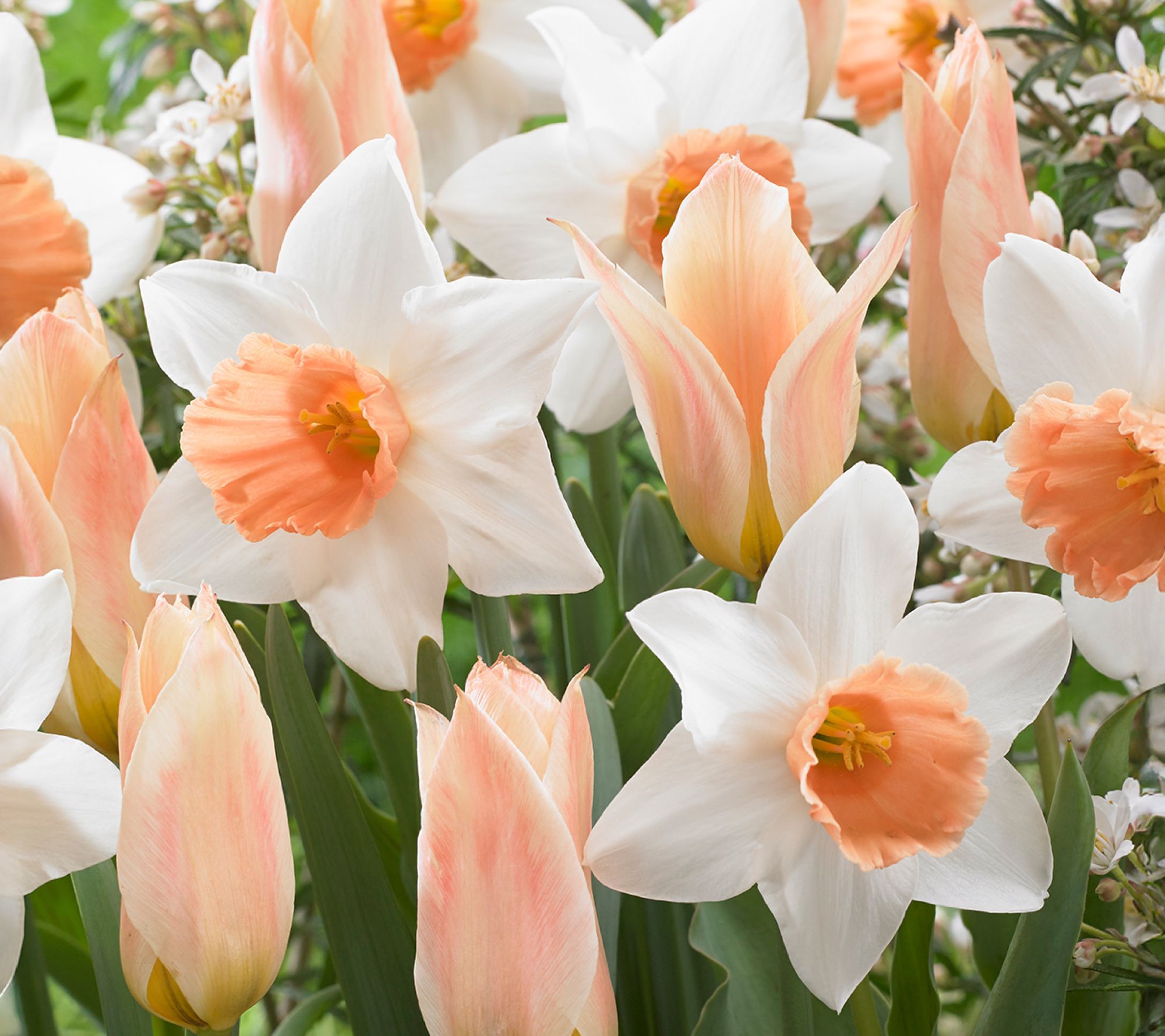 Ships 10/5/26 de Jager 18pc Apricot Tulips & Daffodils Live Bulbs